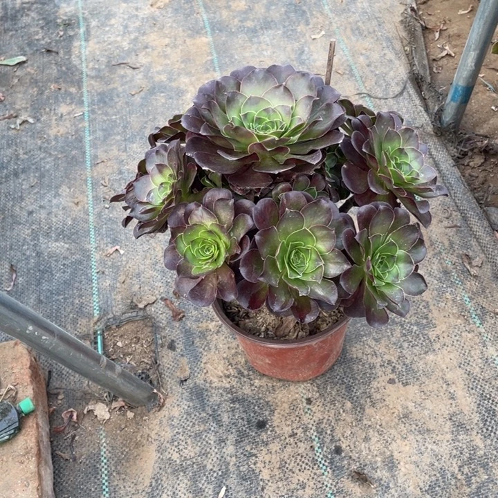 45魅金多肉多肉植物多肉