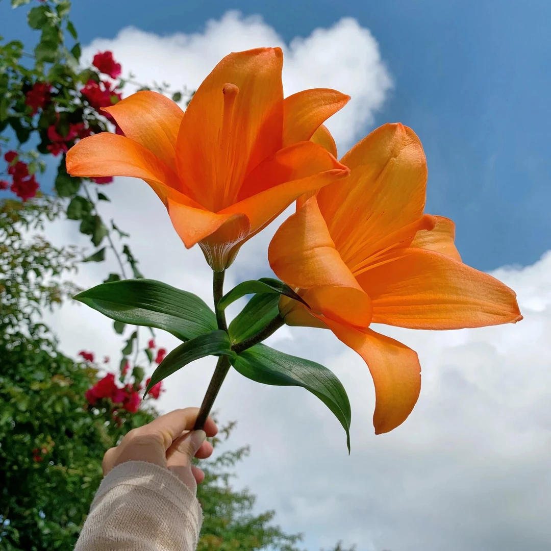 花千氧橙色梦想亚百合小花苞云南昆明鲜花基地直发水培鲜切花送礼