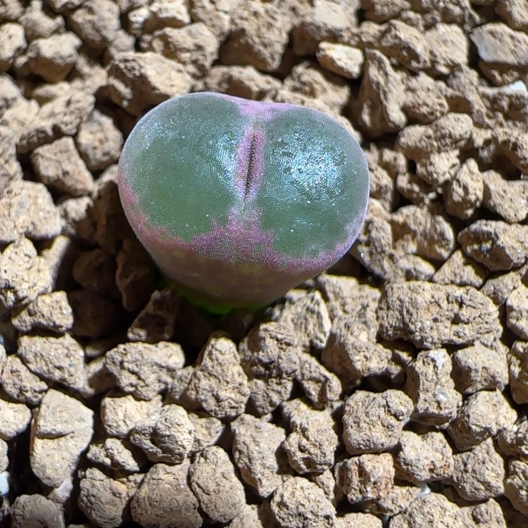 肉锥多肉植物组合-绿焰1378