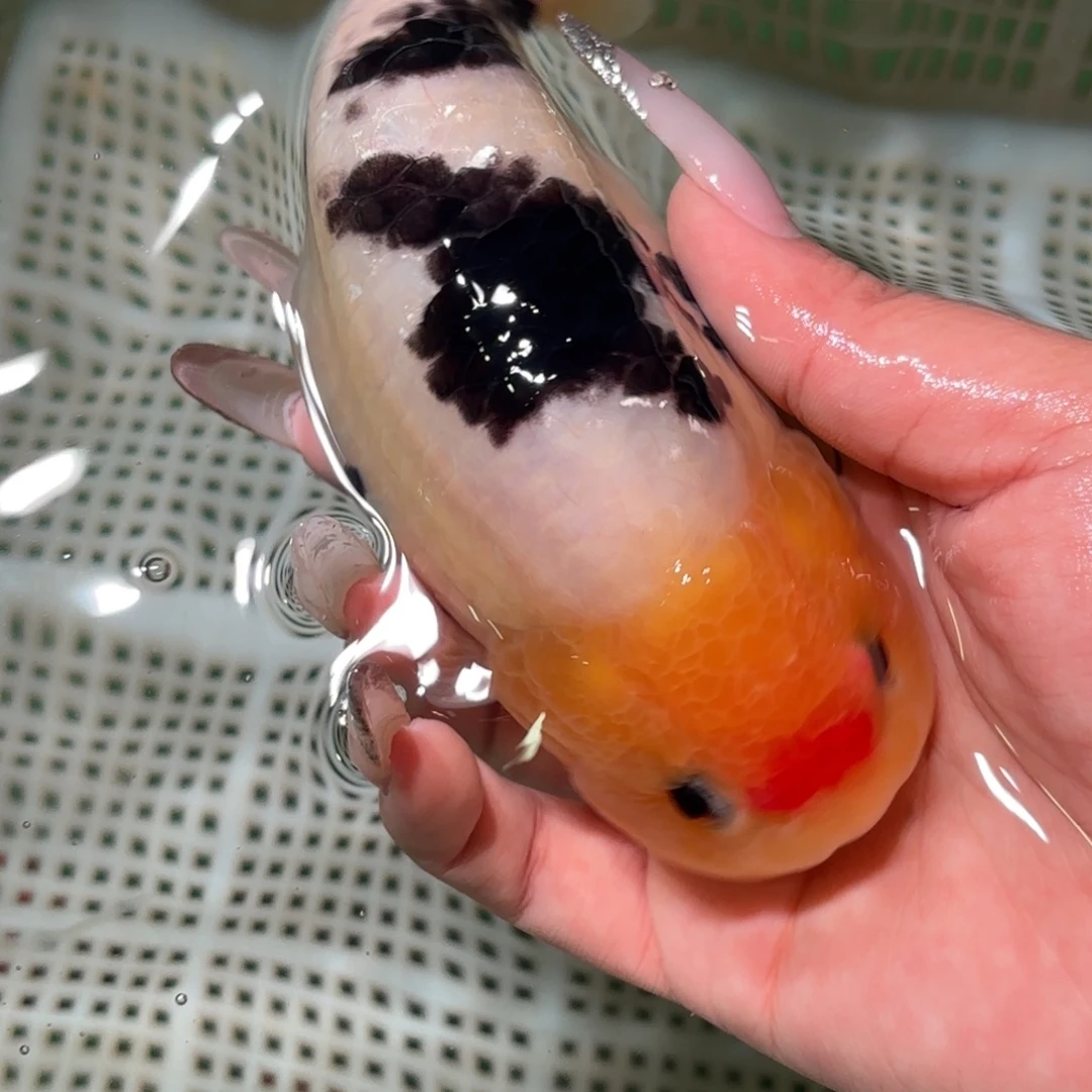 •***金鱼拍包装包邮，不拍包装运费到付