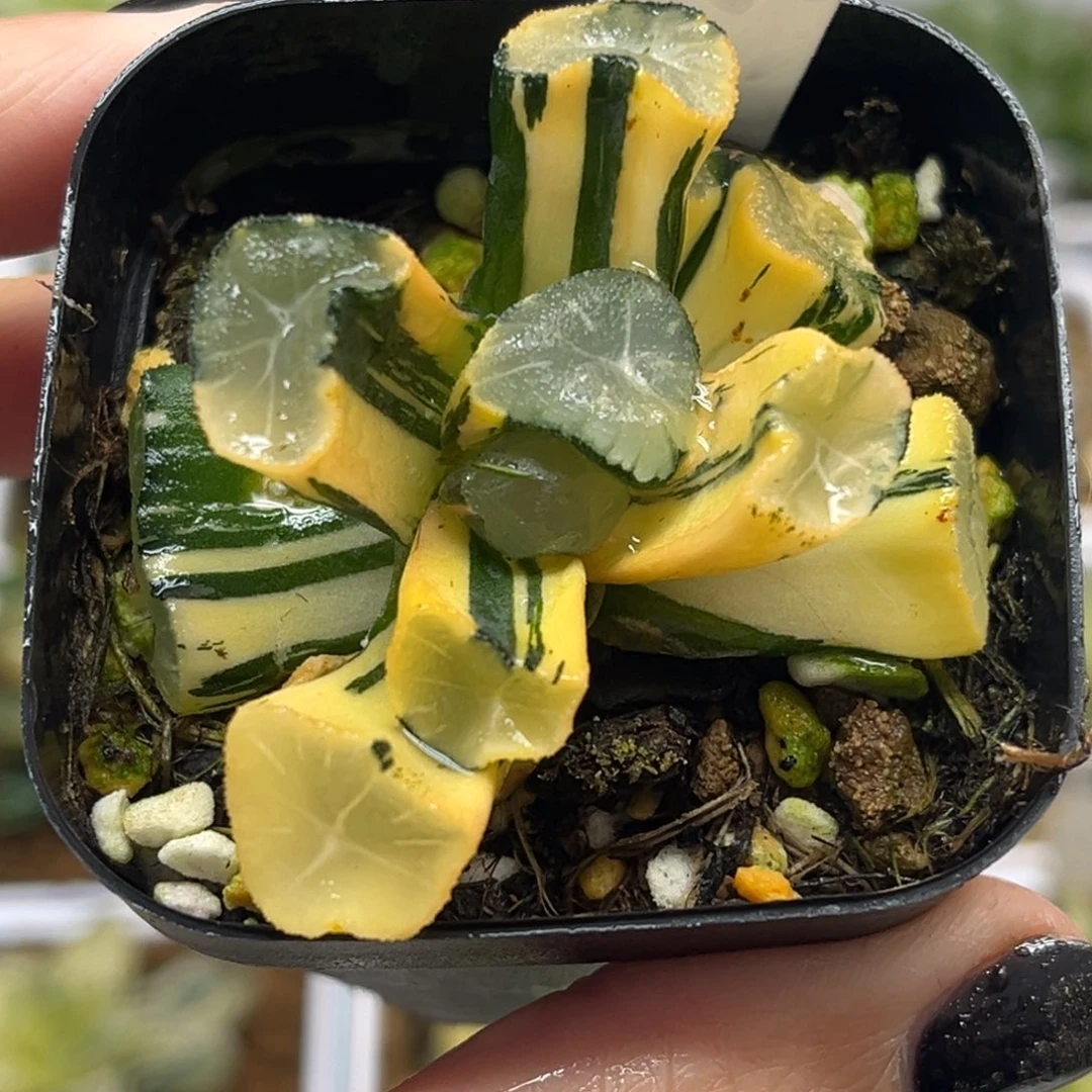 1玉龙万象锦福利专场