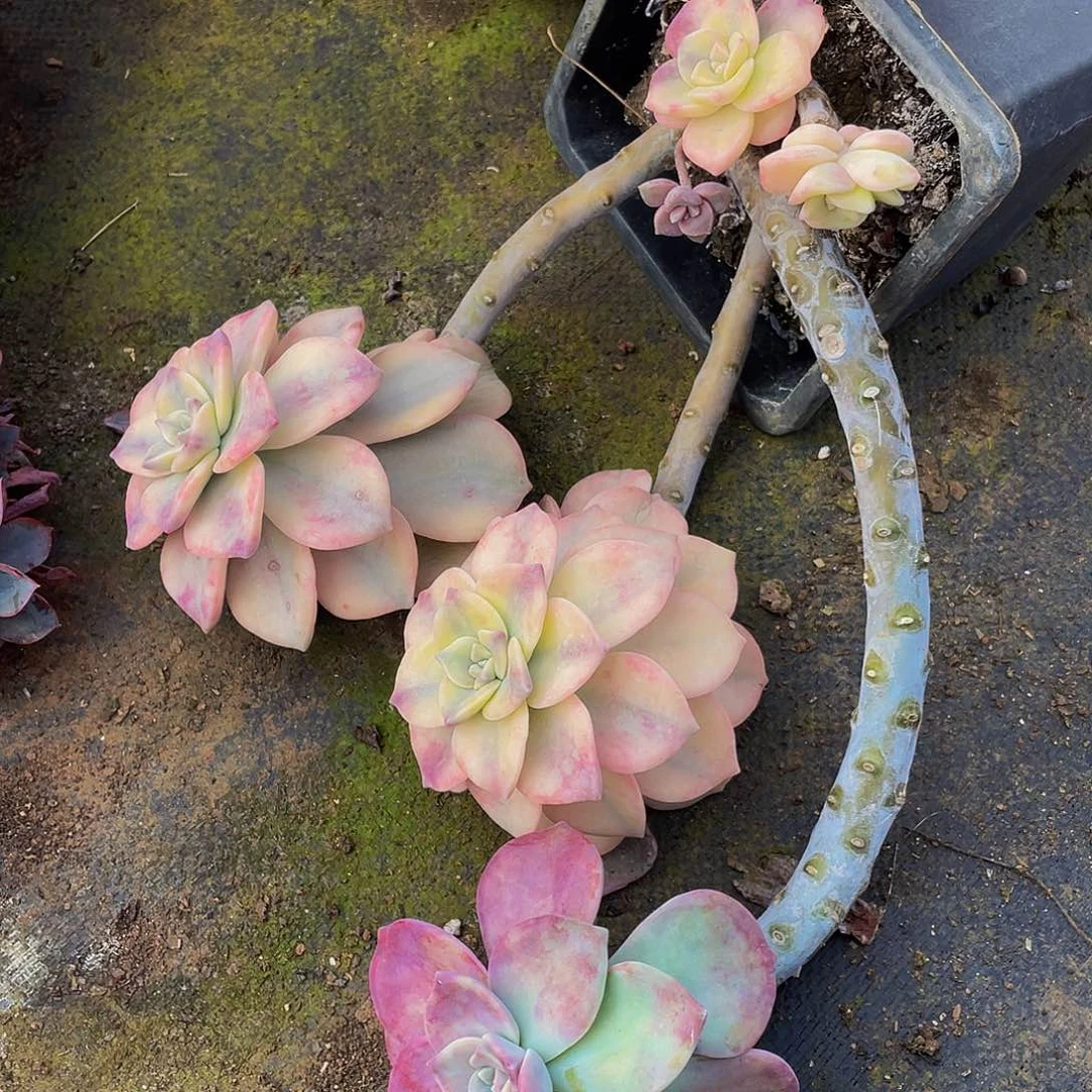 紫乐锦老桩19:8多肉