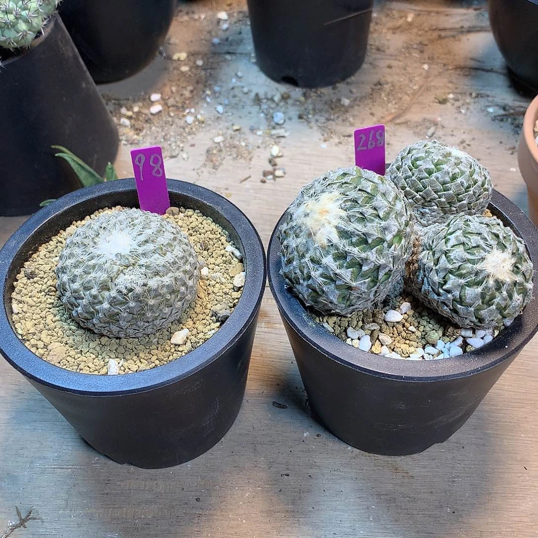 银牡丹两颗