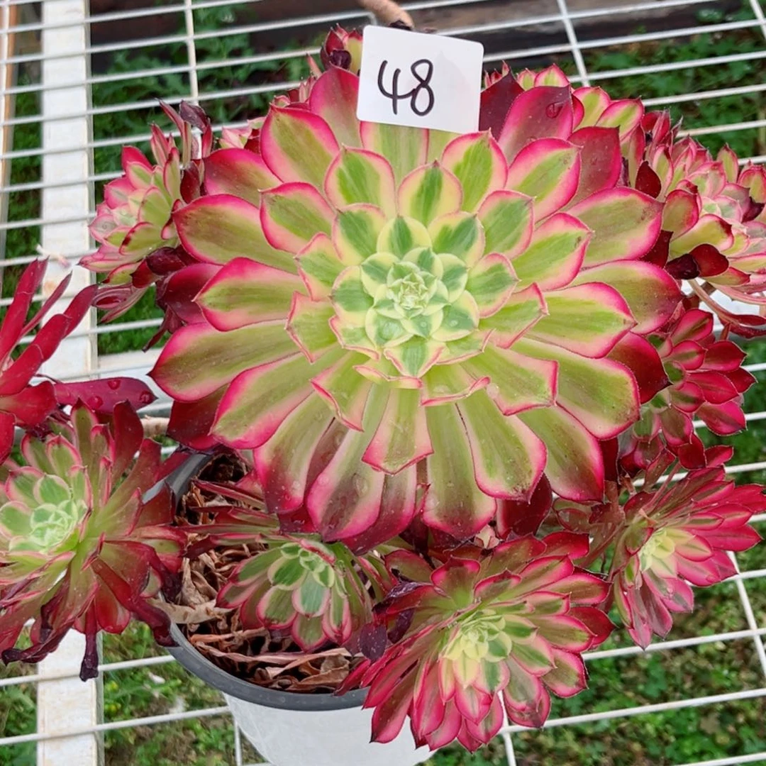 一物一拍多肉法师48