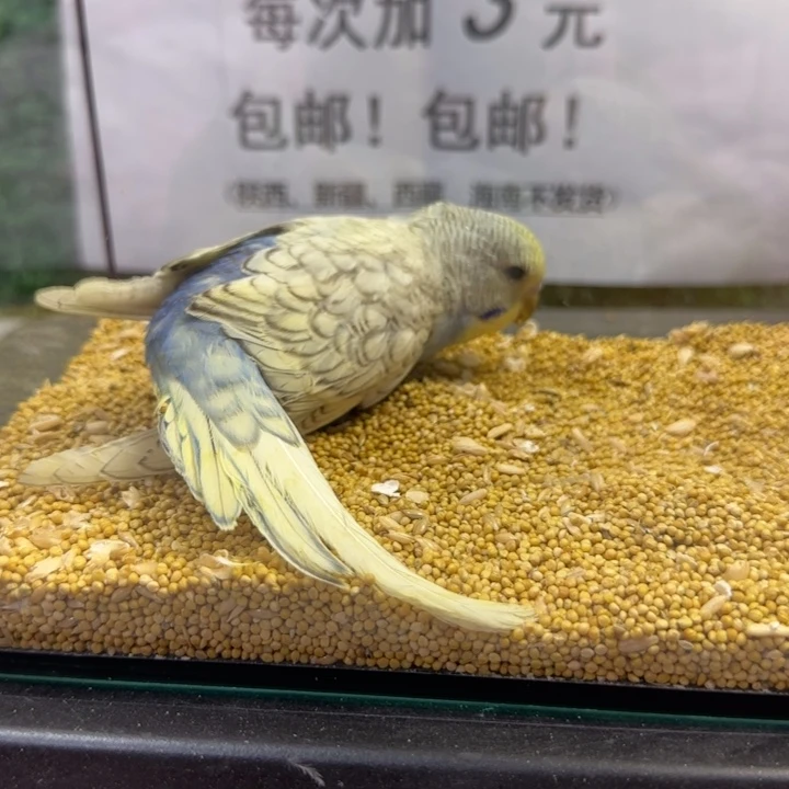 虎皮鹦鹉大头虎皮鹦鹉