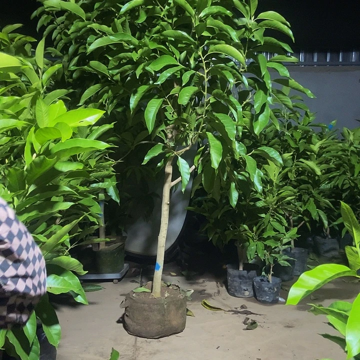 完全开放白兰花大的¥400