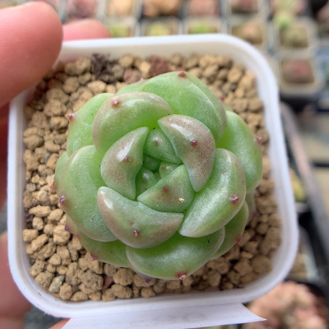 C80灯泡珍妮优选y y y y y y y