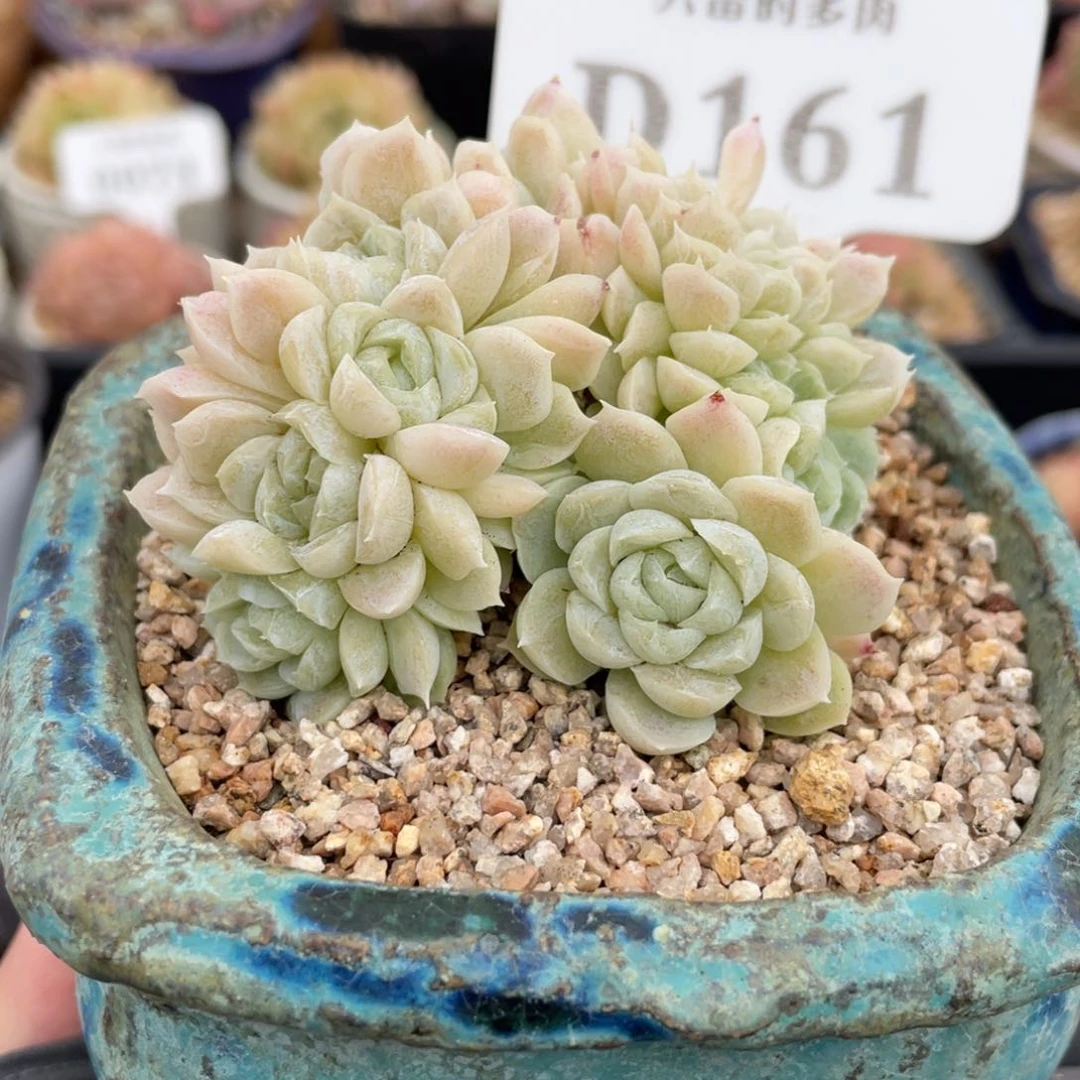 161 白月影朵缀 7厘米 不带盆