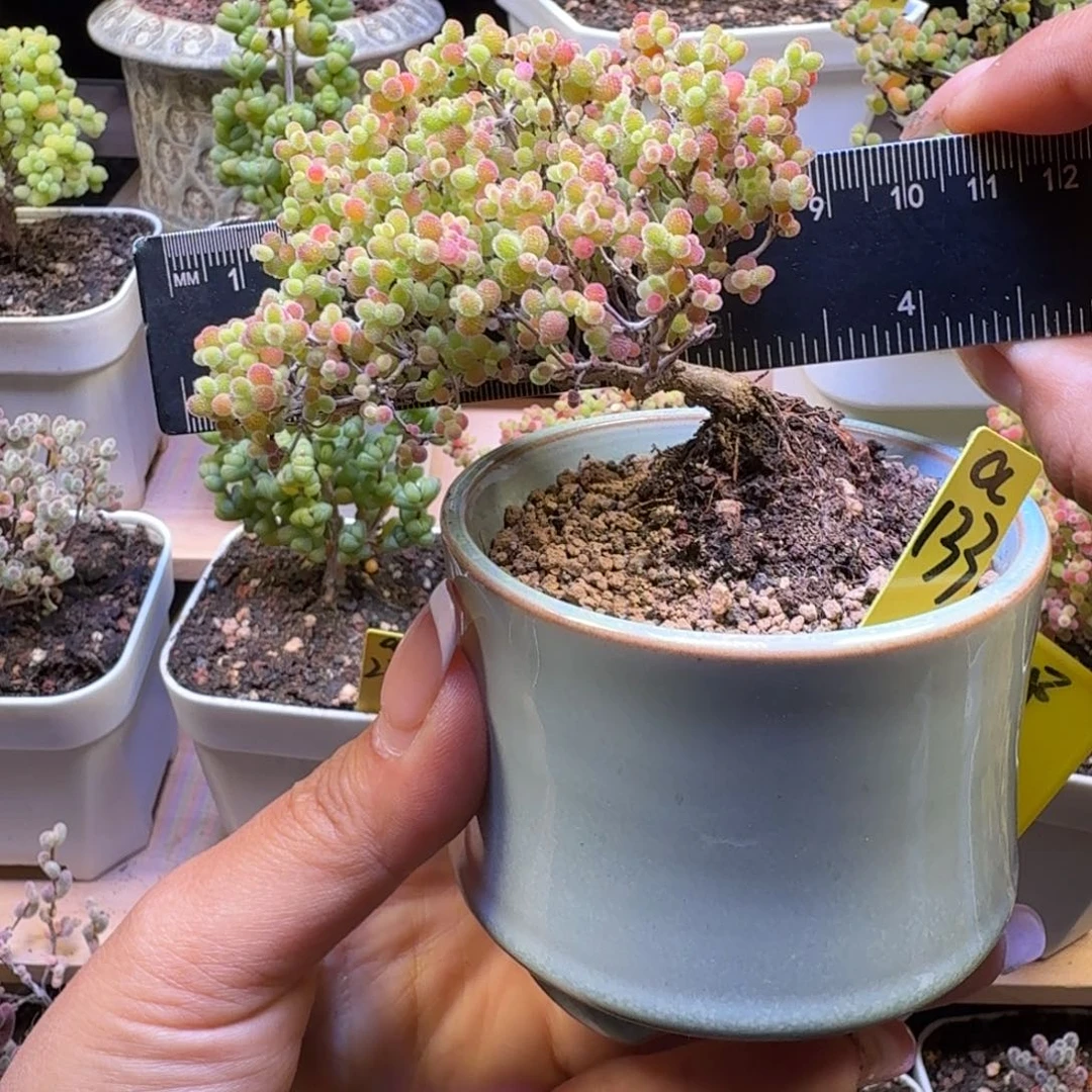 a133号蜜橘冠服7厘米左右带盆发