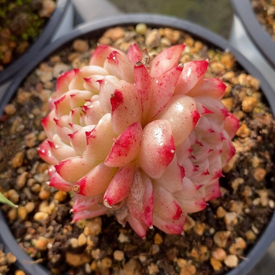 自助下单一物一拍多肉，下滑有惊喜