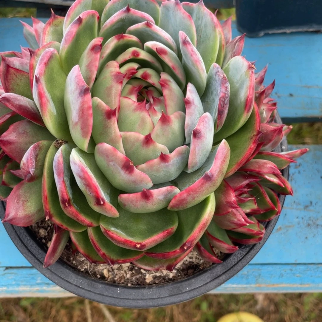 惊鸿仙子一物一拍