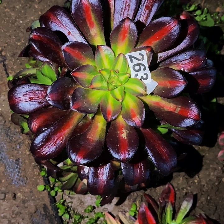 263梅花珀迪中班