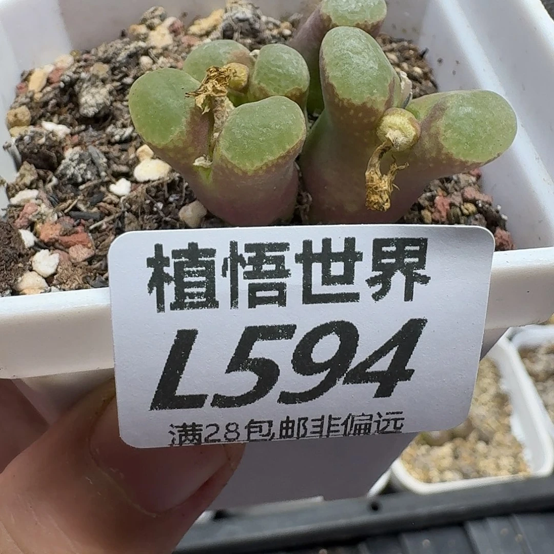 多肉植物的人生fgb