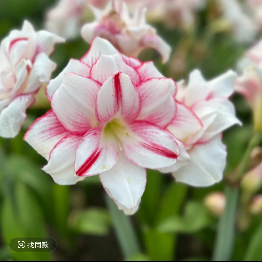 瑞秋-朱顶红-阳台盆栽球根四季花卉