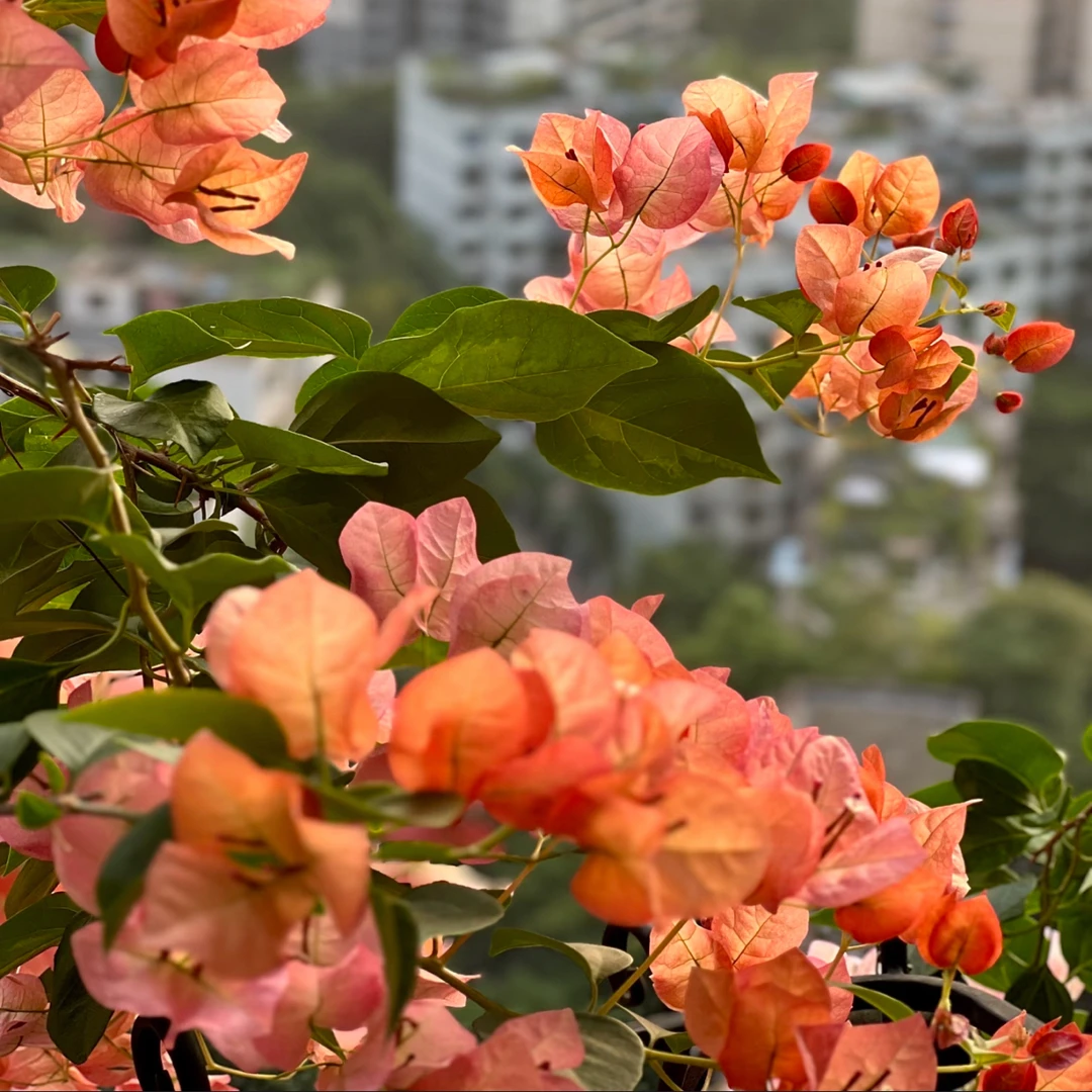 【橙日落】运输过程中落花落叶属于正常现象 介意慎拍