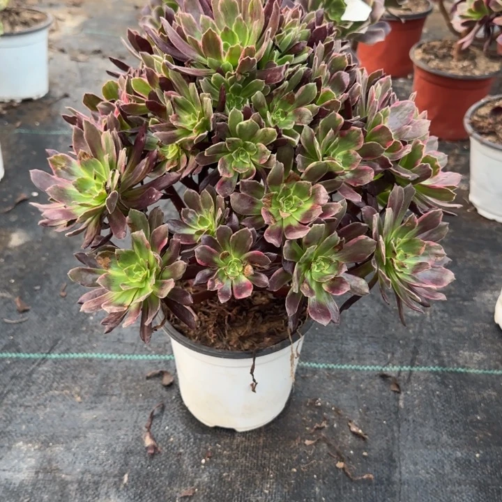 两单包邮赤霞飞。