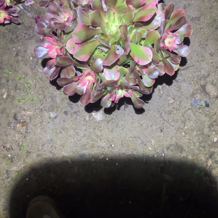 不包侧枝一物一拍224