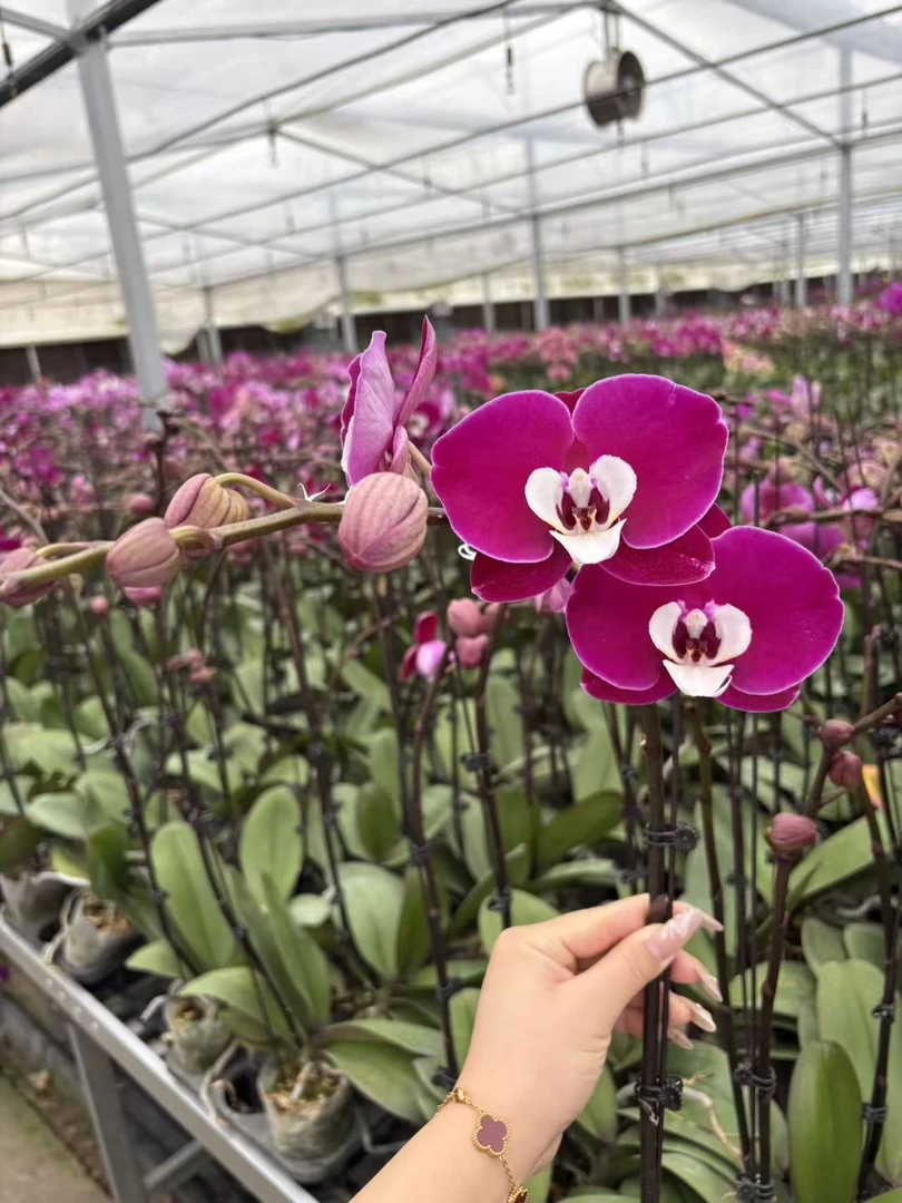 蝴蝶兰 米希尔 3.0寸杯 单花剑 带花带花苞