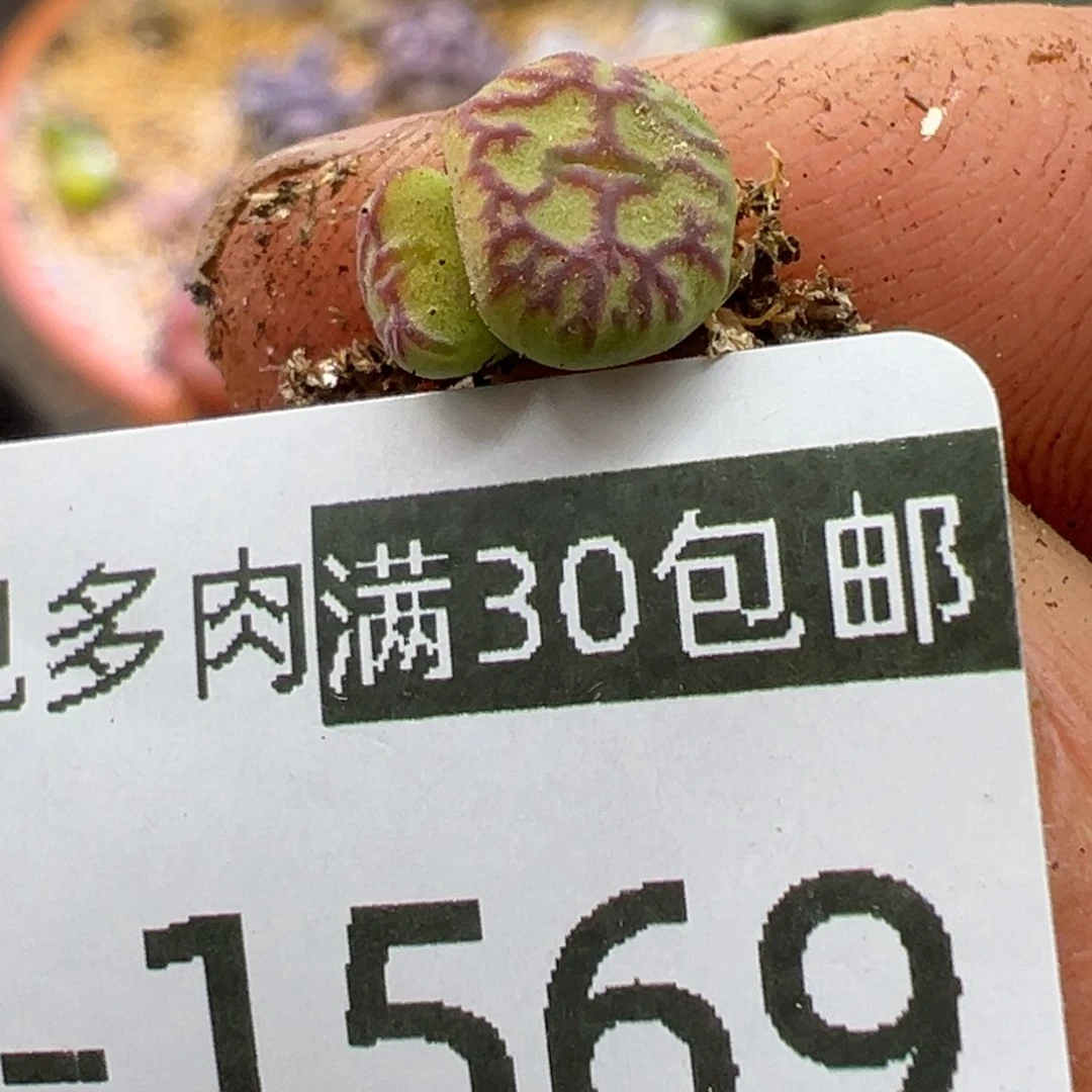 多肉植物111111111111111