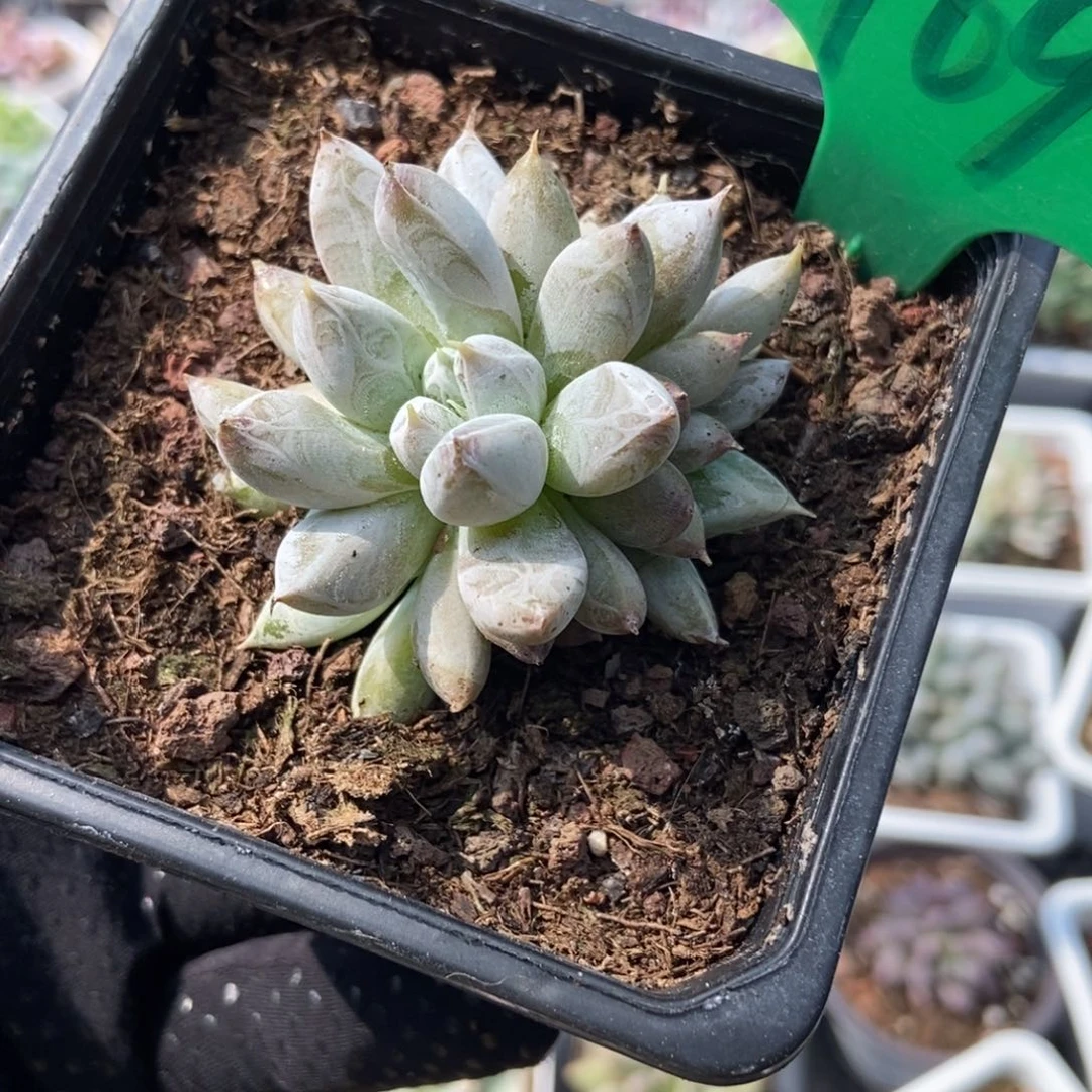 969杜里万多肉植物