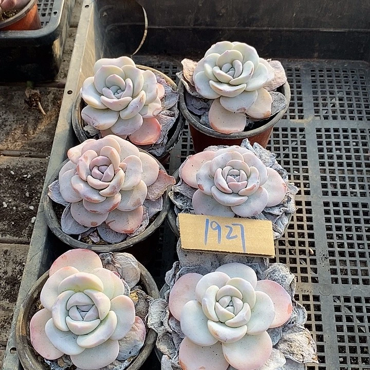 欣****无花朵1927号一物一拍雪莲