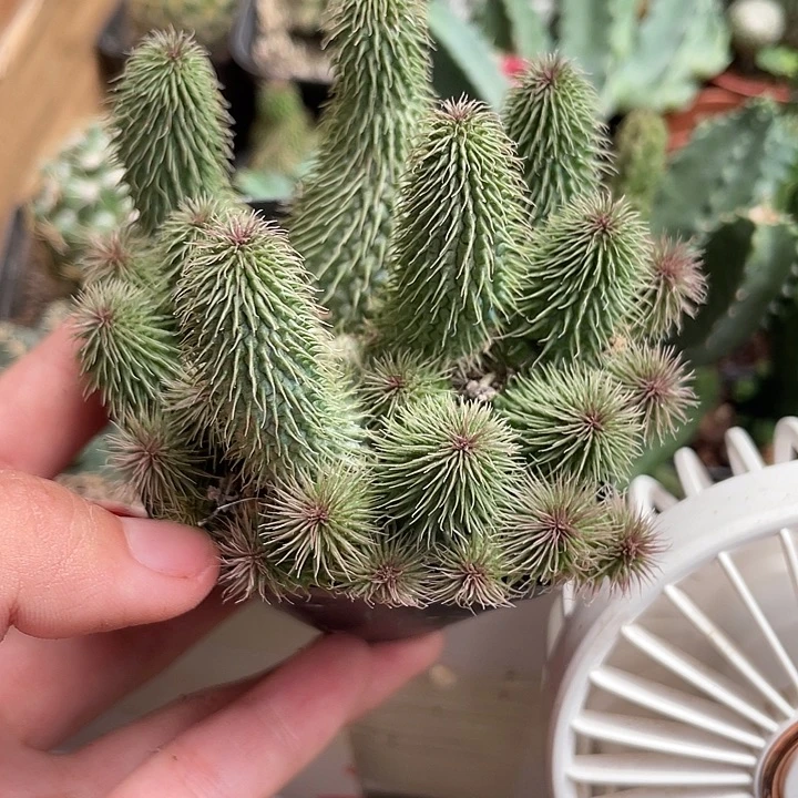 773仙人球开花植物