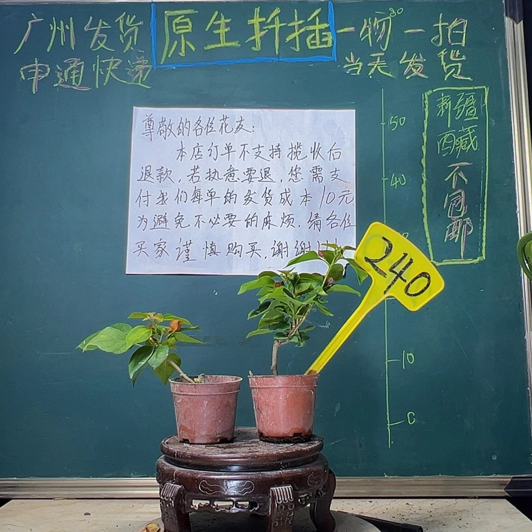 当前无花栽培后可以开花不甜西瓜掌中宝 暗斑夕阳红掌中宝 240