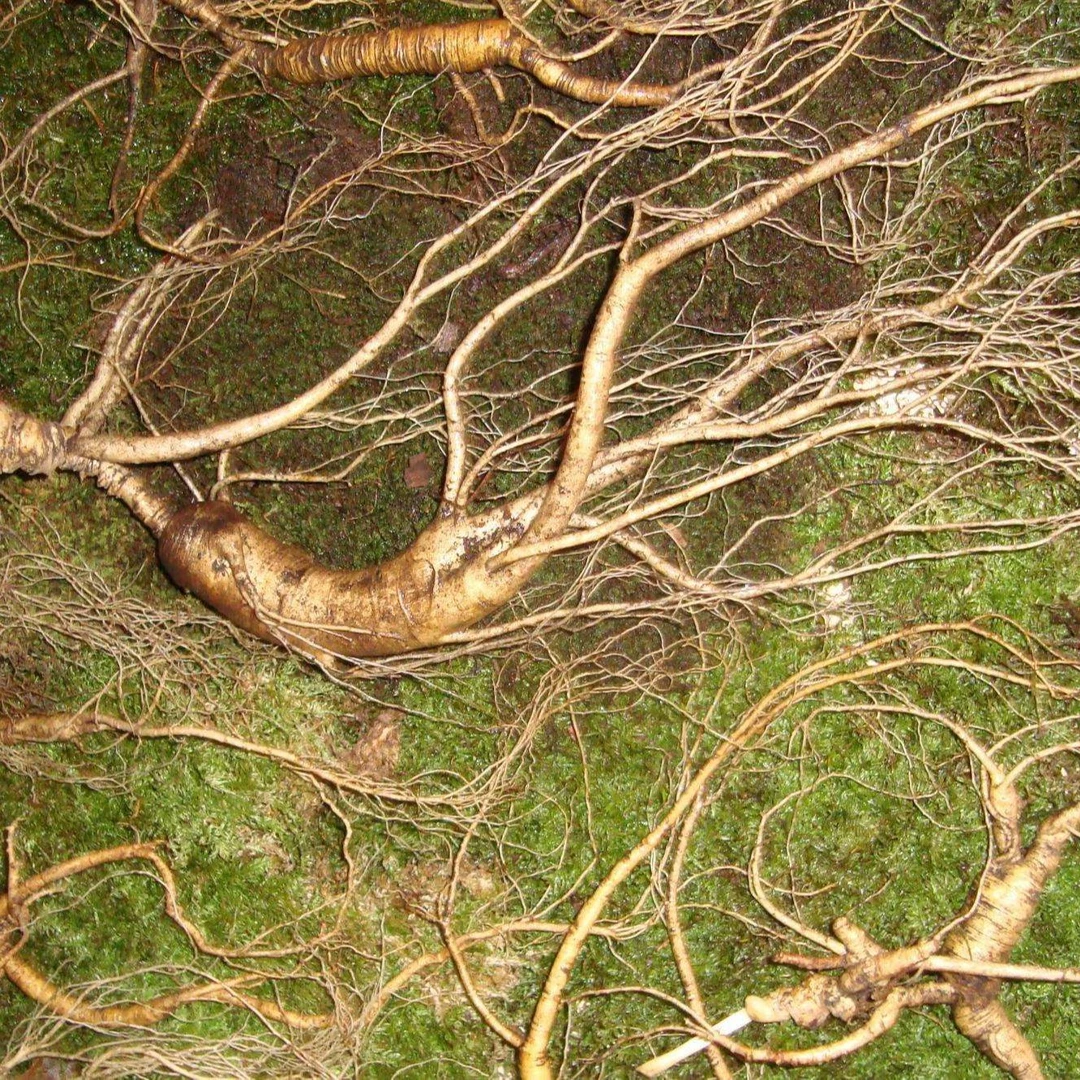 徽长卿林下参干的英雄料