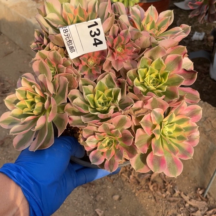 多肉粉女郎法师234