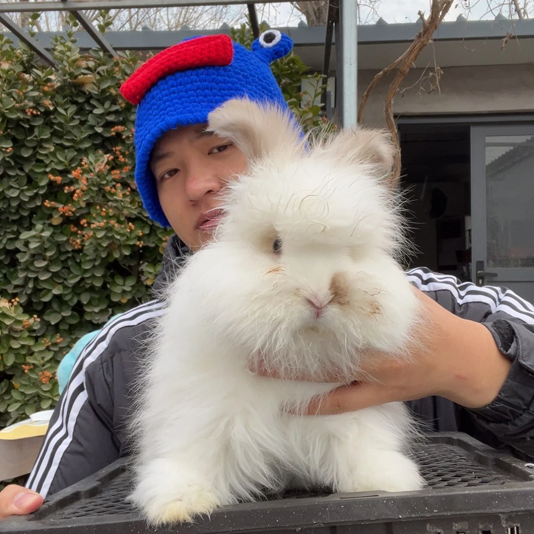 宠物兔英系安哥拉兔