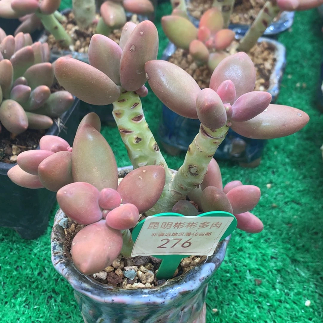 芒果奶无砍树型老桩276