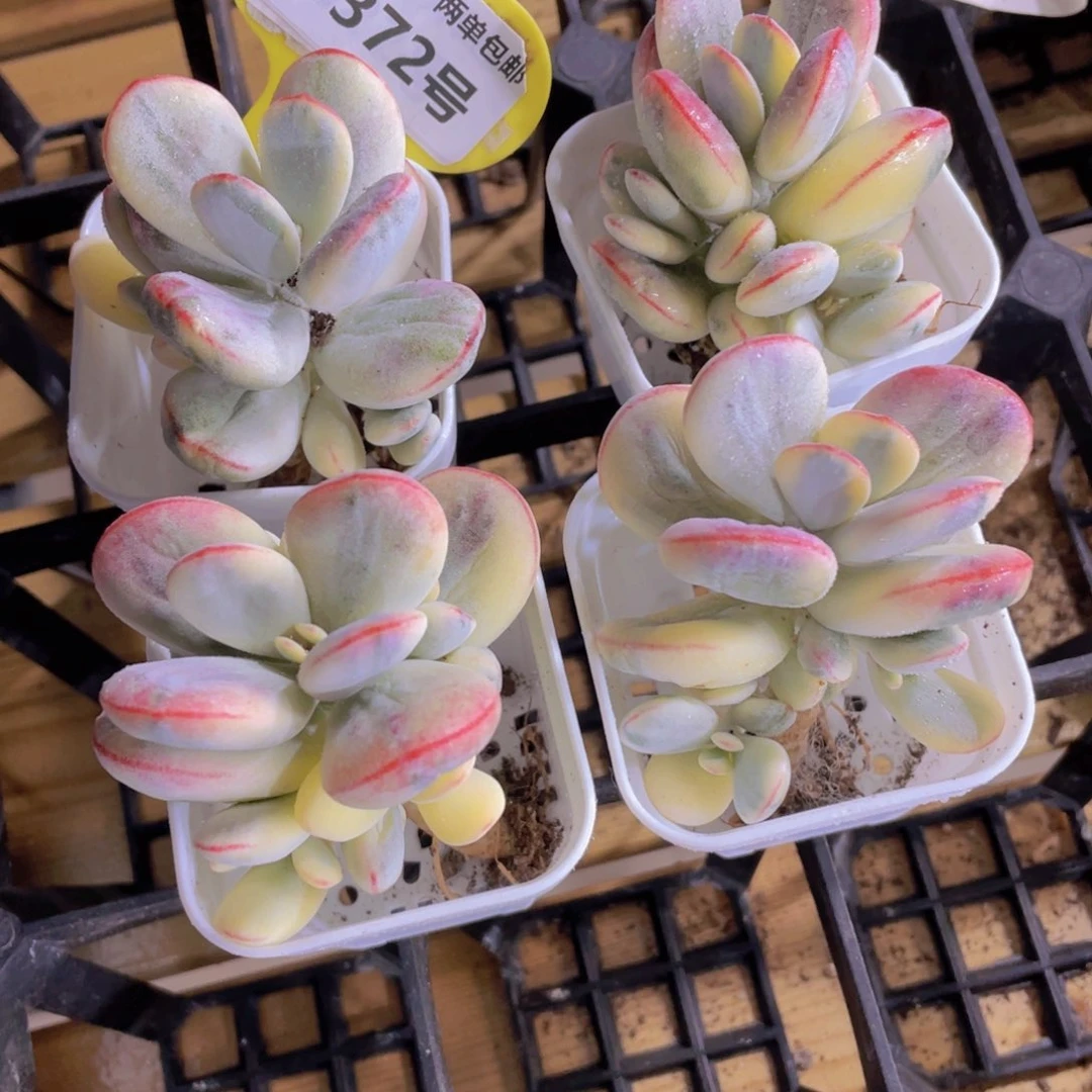 1372号 乒乓福娘锦一个