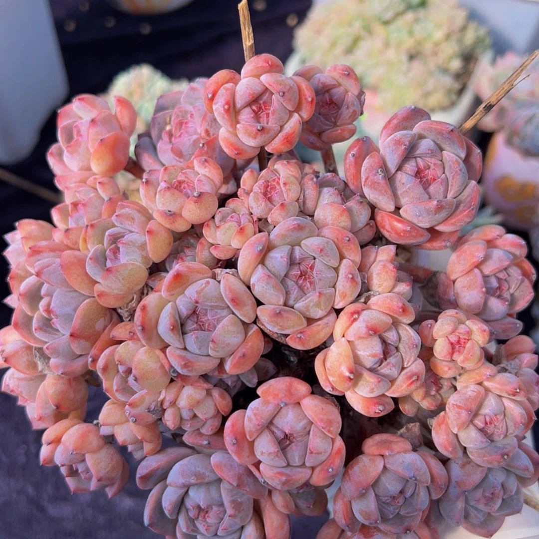 厚梦 新年快乐 新年快乐