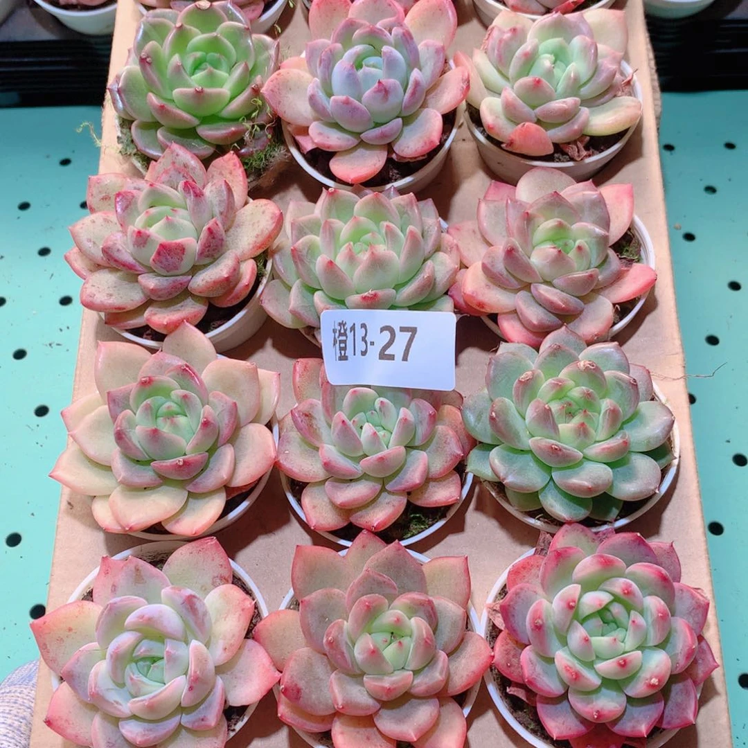 13-27一物一拍多肉带盆18颗