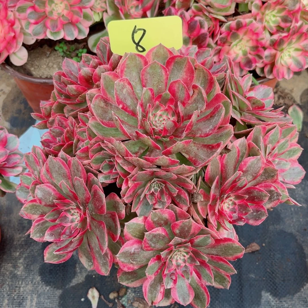 樱****008云和多肉法师多肉植物