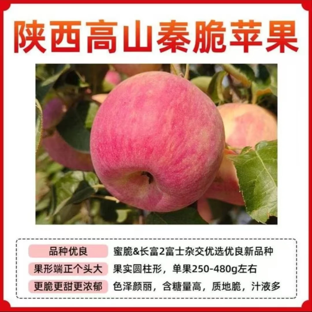 正宗陕西秦脆苹果高端红富士果园现摘现发脆甜多汁当季新鲜水果