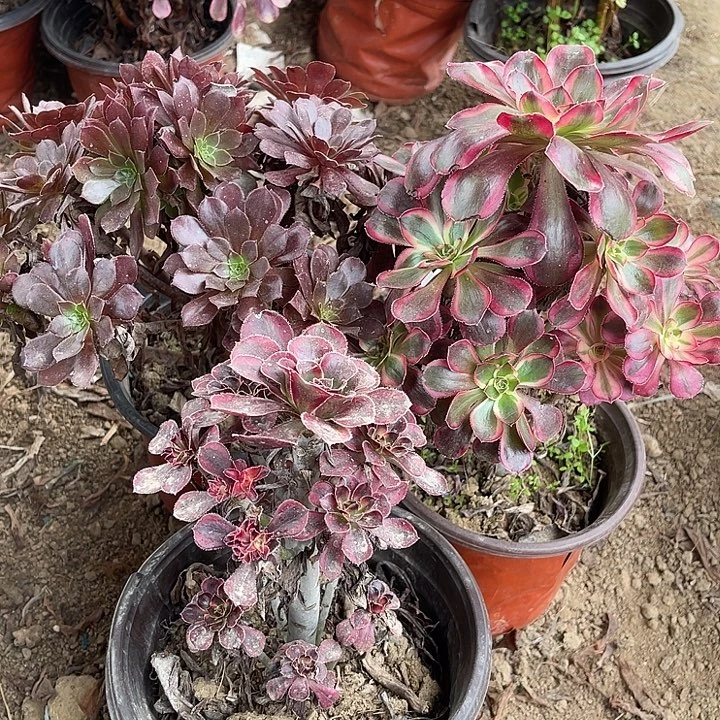 3棵玫瑰玫瑰玫瑰玫瑰