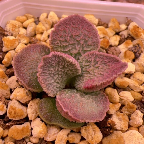 实生新品多肉水泡 一物一拍