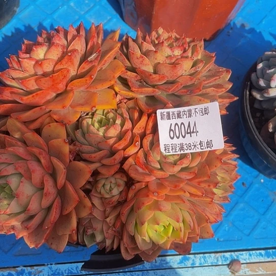 晨*曦贝拉60044多肉