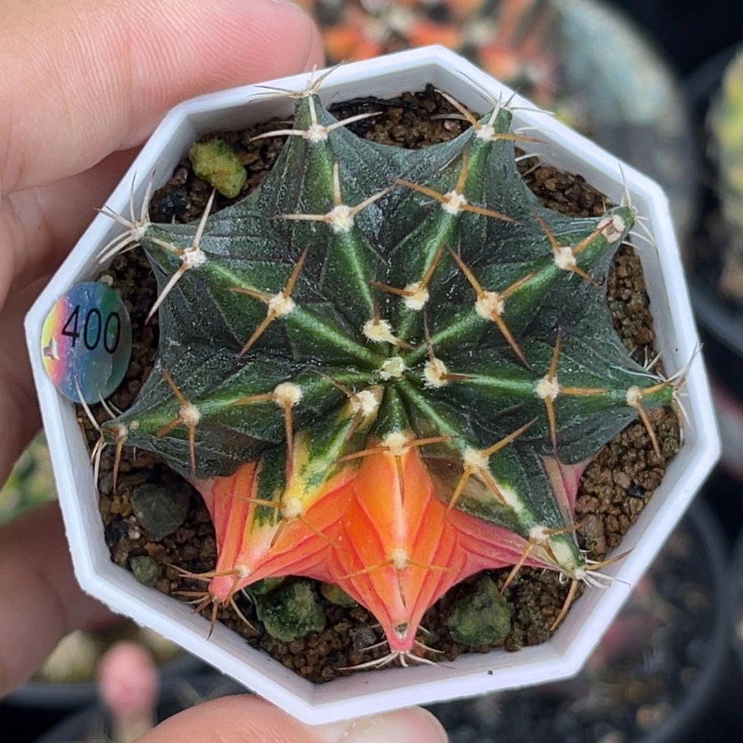 400 带盆土发货
