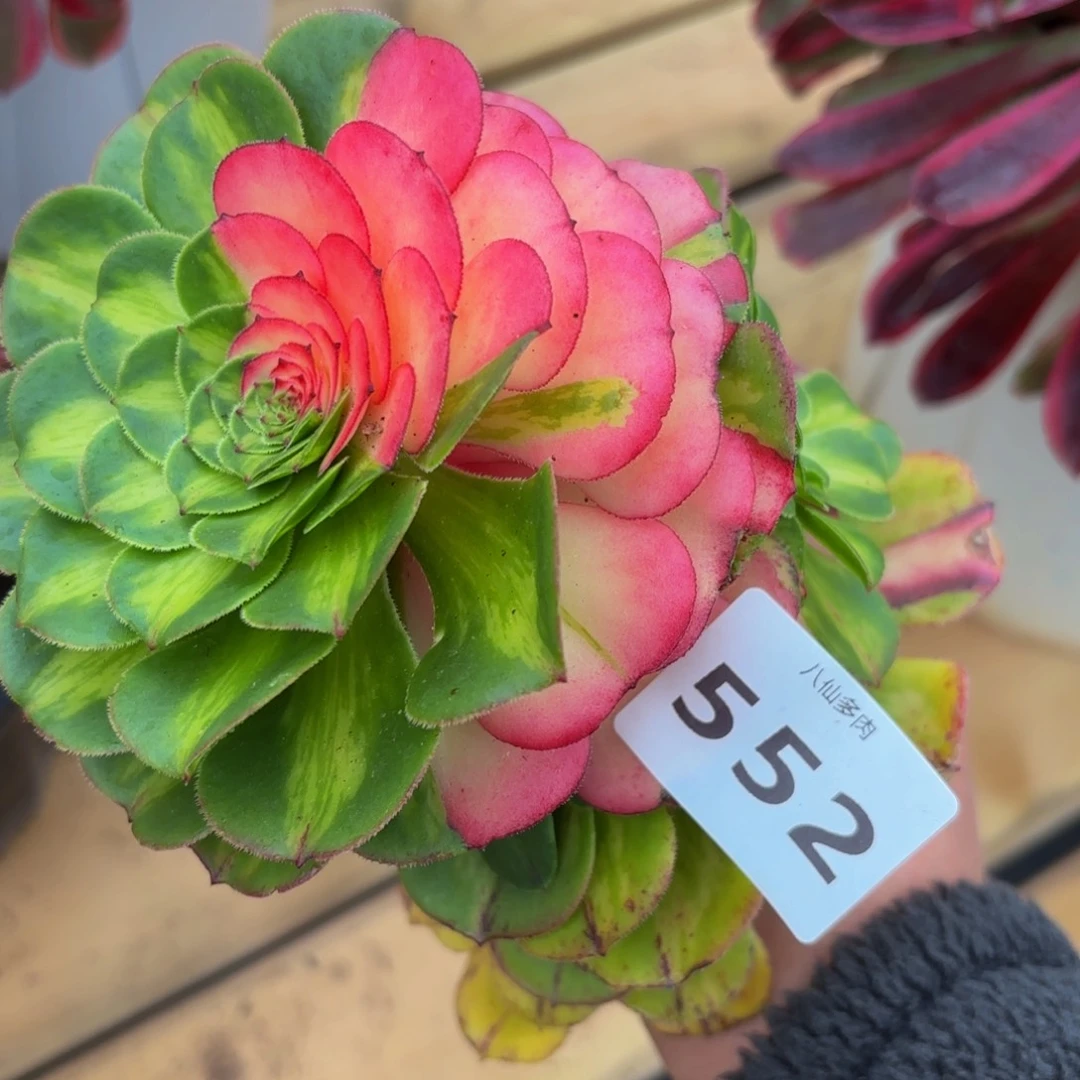 552多肉植物知否无根