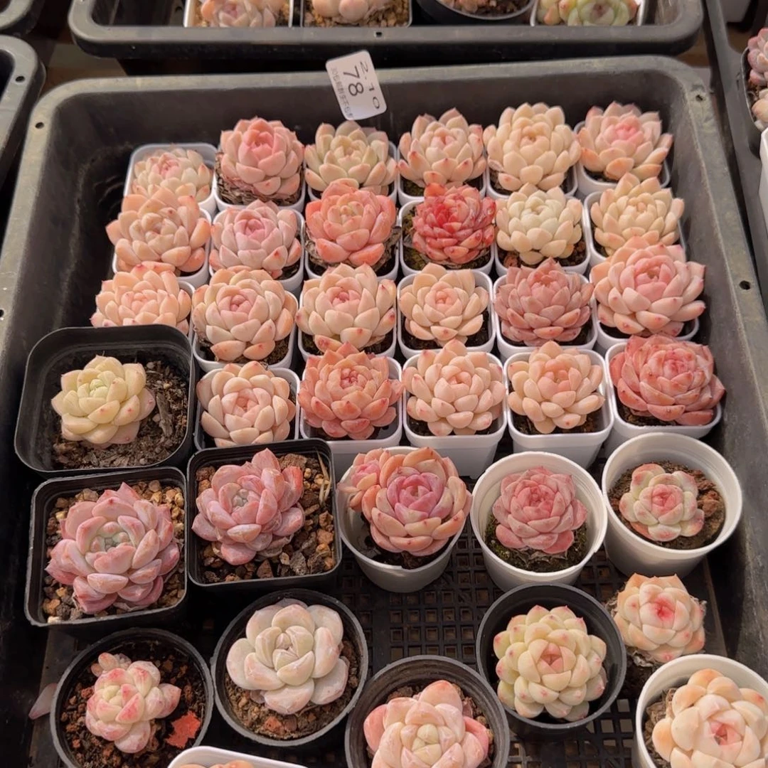 白桃汽水一筐脱土发货