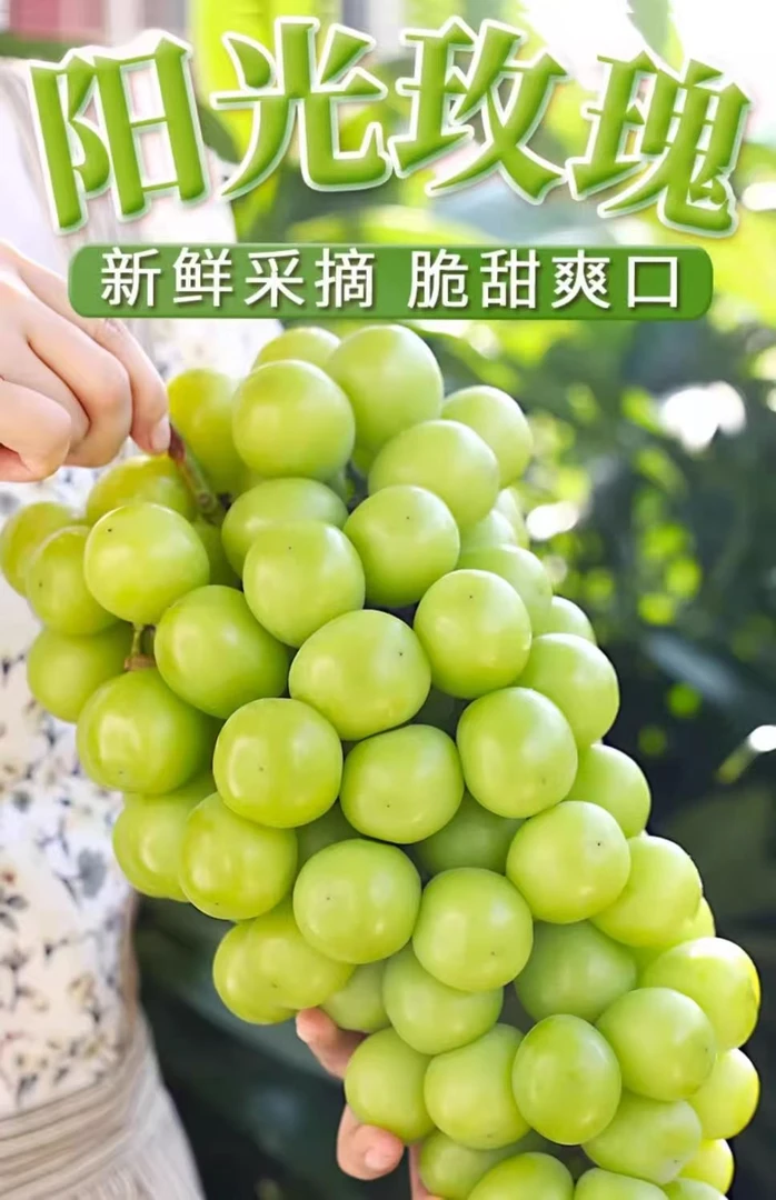 【带箱5斤】正宗阳光玫瑰葡萄新鲜采摘爆甜多汁新鲜水果