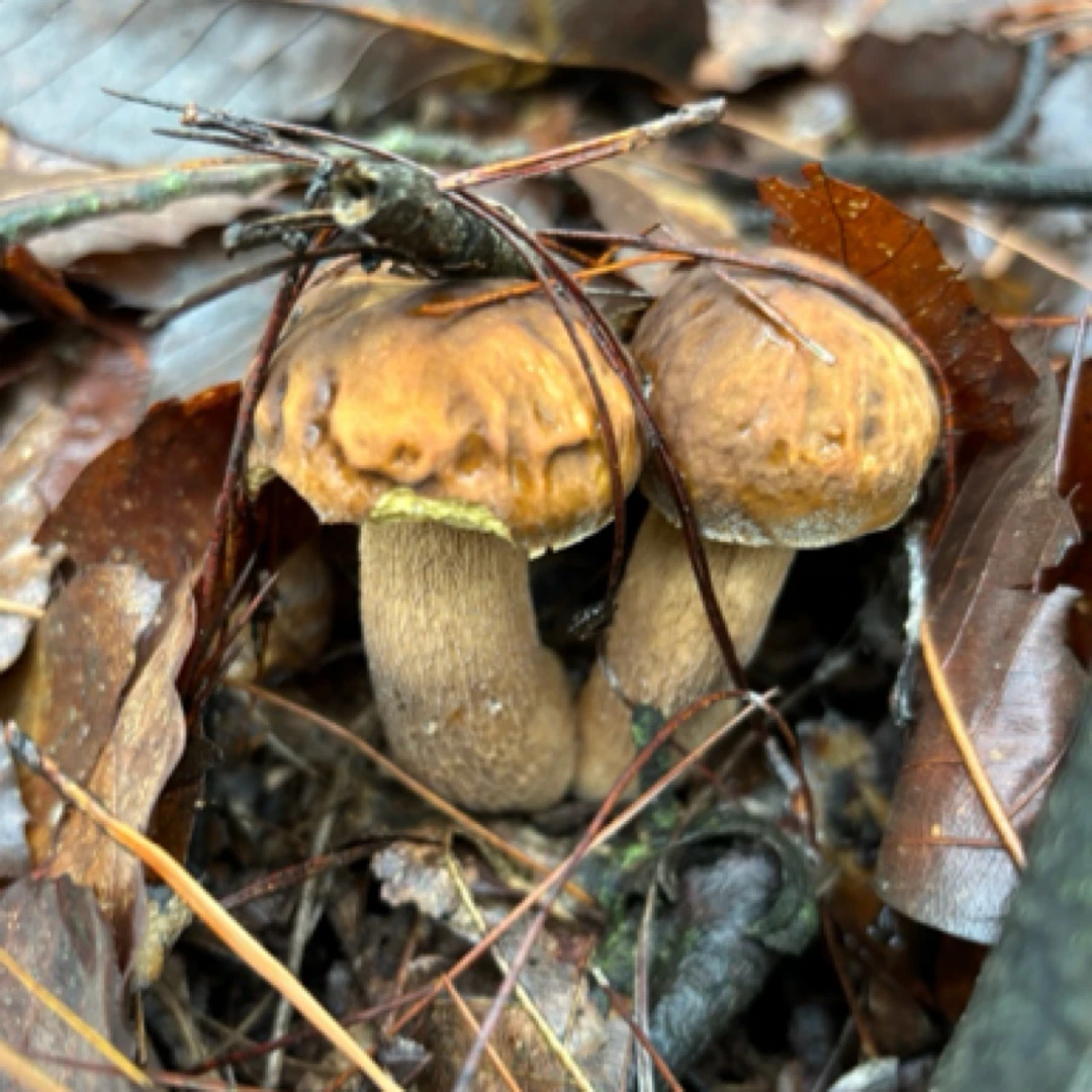 2025大巴山野生美味牛肝菌，干货