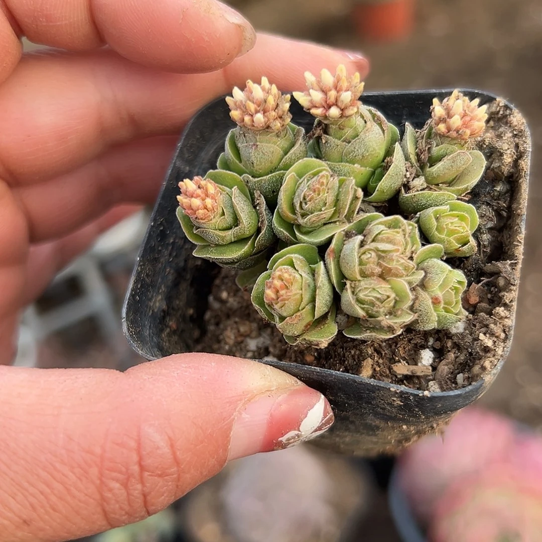 多肉植物玉春开花
