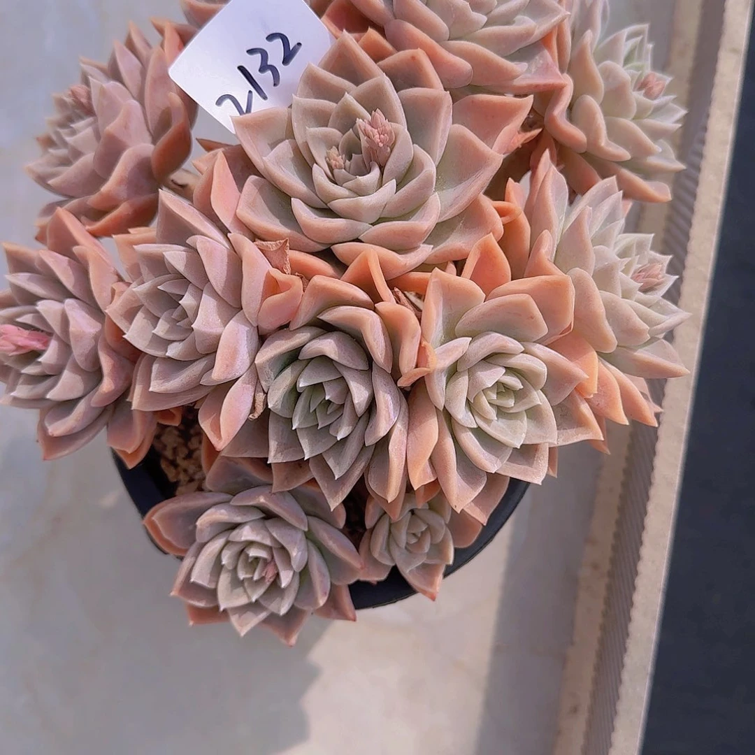 透**杯2132哈利多肉植物