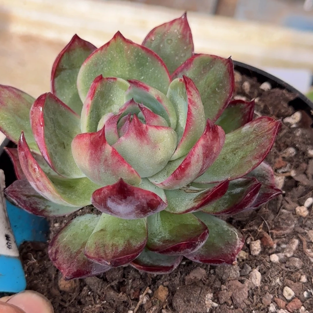 惊鸿一物一拍包装收缩花旱958