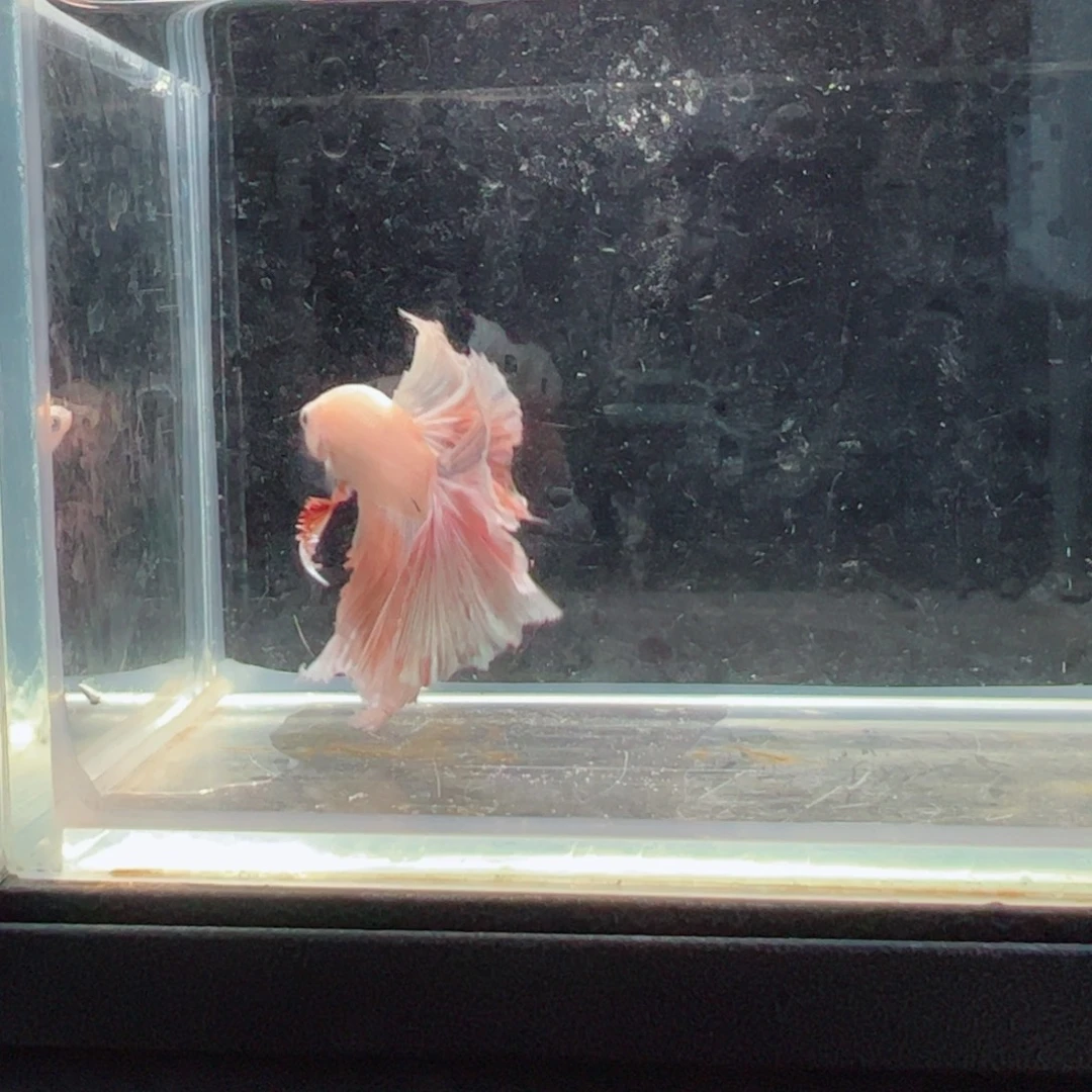 斗鱼浅色仙仙裙特殊尾3