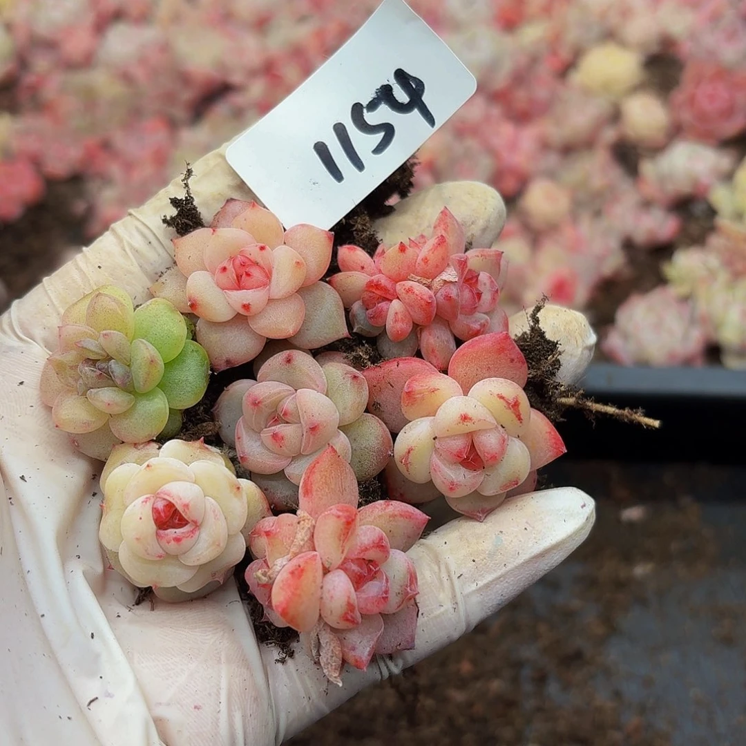 不***皮多肉植物多肉植物1154