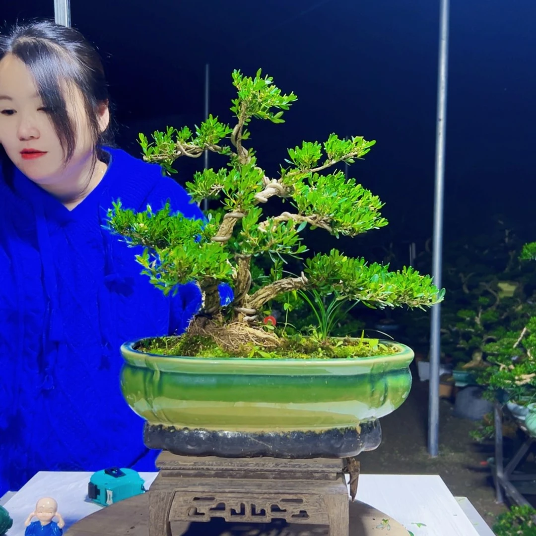 无花朵黄杨木